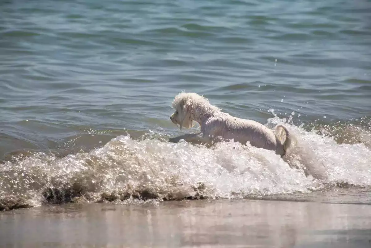 BiDog Beach a Duna Verde (VE)